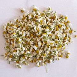 Papatya
